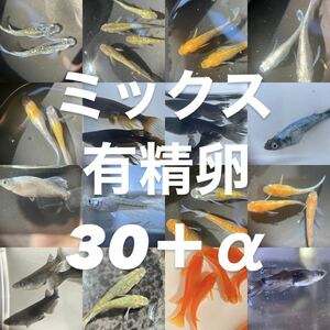 【恵智目高】ミックスメダカ 有精卵 30個＋α（検索用）メダカ めだか ラメ ヒレ長 体外光 観賞魚 鑑賞魚 熱帯魚