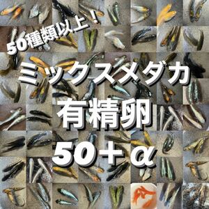 【恵智目高】ミックスメダカ 有精卵 50個＋α（検索用）メダカ めだか ラメ ヒレ長 体外光 観賞魚 鑑賞魚 熱帯魚 だるま ダルマ