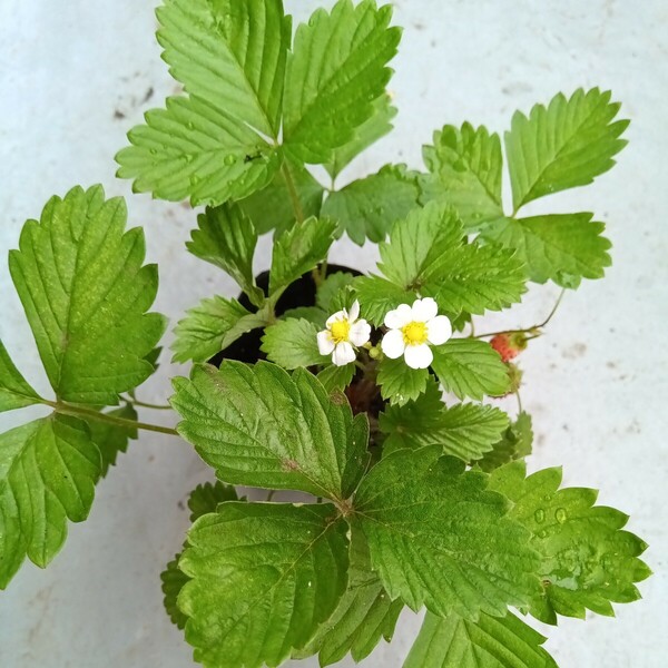  【大きめ株】ワイルドストロベリー　3号（7.5㎝）ポット苗×6株　白花　赤実　グランドカバー、寄せ植えに　宅急便送料込み