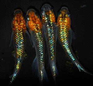 アグリアス　20個+α 有精卵　発眼卵　めだか　メダカ　　ラメ