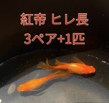 ☆紅帝 ヒレ長☆3ペア+1匹 屋外飼育(検索用 めだか メダカ 楊貴妃 紅帝リアルロングフィン スワロー)_画像1