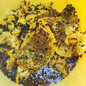日本蜜蜂 純粋 蜂蜜 ハチミツ ５００ｇ1本  静岡県 牧之原産  商品説明をお読み下さい。の画像9