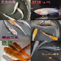 【お～いめだか】多品種ランダム卵　　メダカの玉手箱ミニ　50個＋α 何が入るかはお楽しみ～！_画像4