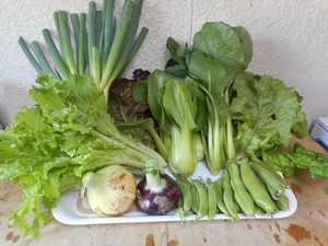 宮城から微農薬野菜・有機野菜（80サイズ）取り立てを送ります。まずは葉物から！！！。