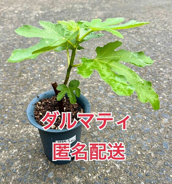 匿名配送　イチジク苗木 ダルマティ　挿木苗　穂木　挿し穂