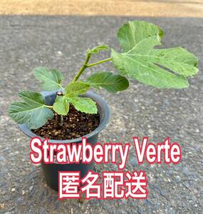 送料込匿名配送　G いちじく　ストロベリーベルテ　Strawberry Verte 挿木苗　苗木　穂木　イチジク イチジク苗木 