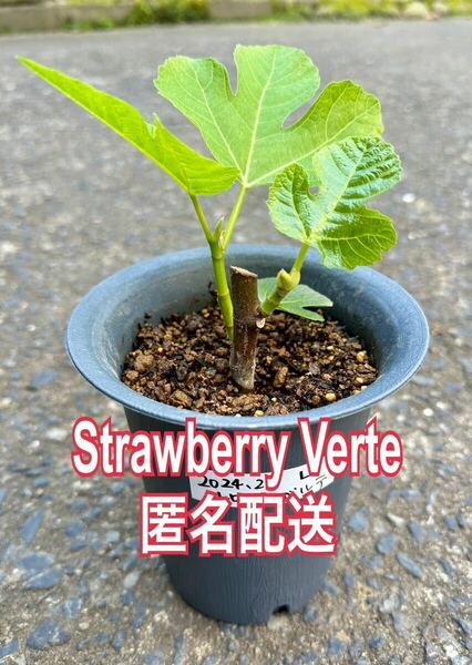 送料込匿名配送　Ｌ　いちじく　ストロベリーベルテ　Strawberry Verte 挿木苗　苗木　穂木　イチジク