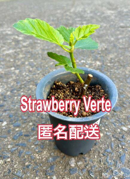 送料込匿名配送　Ｍ　いちじく　ストロベリーベルテ　Strawberry Verte 挿木苗　苗木　穂木　イチジク