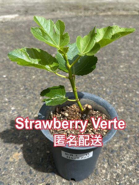 送料込匿名配送　Ｍ　イチジク　ストロベリーベルテ　Strawberry Vert挿木苗　苗木　いちじく苗