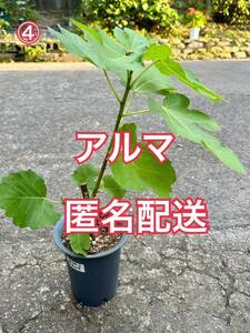 送料込匿名配送　④いちじく アルマ　挿木苗　苗木　穂木　挿し穂　いちじく苗