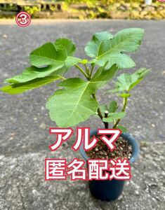 送料込匿名配送　③いちじく　アルマ　挿木苗　苗木　穂木　挿し穂　イチジク苗木 