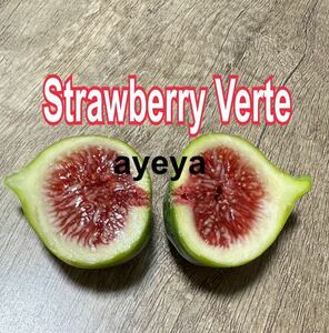 送料込匿名配送　Ｉ　いちじく　ストロベリーベルテ　Strawberry Verte 挿木苗　苗　穂木　イチジク苗木 