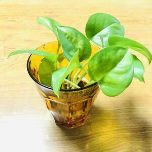  pothos glow bar green 5ps.@ departure root settled . entering ①