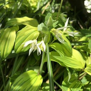 斑入り　黄葉　チゴユリ　黄葉　2ポット　山野草　北海道　稚児百合