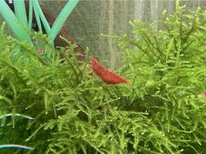 【元気！】赤いエビ 極火蝦 50匹+α（オマケ付き）