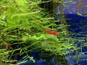 [ origin .! down * postage included! limitation ] red shrimp ultimate fire .50 pcs +α( in addition, + freebie attaching )