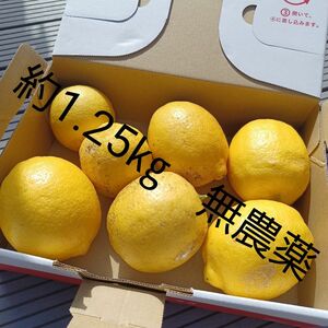 無農薬　レモン　約1275g(箱込み)