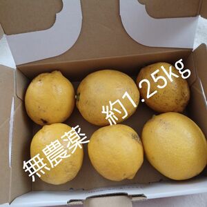 無農薬　レモン　約1275g(箱込み)
