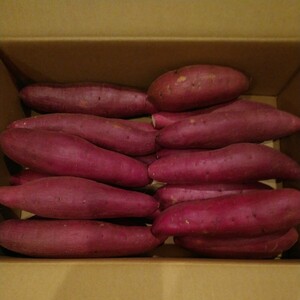 22 Chiba prefecture production . - .. sweet potato sweet potato M size approximately 4.2.