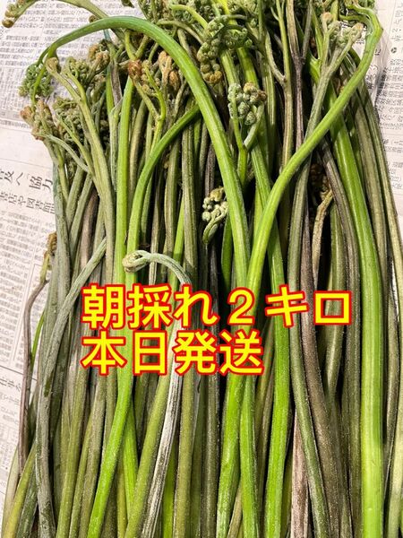 早い者勝ち！わらび　2キロ 本日発送　山菜　天然わらび