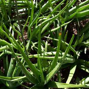 アロエベラ　抜き苗　大サイズ　観葉植物　多肉植物 