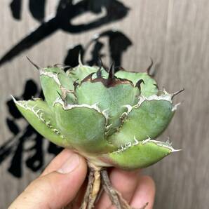 【龍園觀】No.31 特選 アガベ 多肉植物 チタノタ 黑鯨 強棘 極上株の画像2