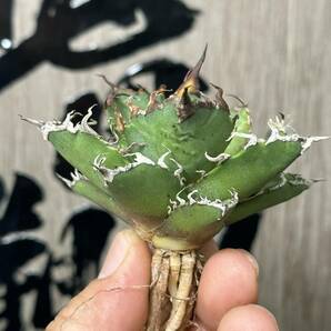 【龍園觀】No.312 特選 アガベ 多肉植物 チタノタ 凱撒‘SUPER CAESAR’ シーザー 強棘 極上株の画像2