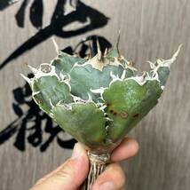 【龍園觀】No.331 特選 アガベ 多肉植物 チタノタ 白鯨 強棘 極上株_画像5