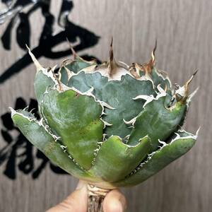 【龍園觀】No.232 特選 アガベ 多肉植物 チタノタ 白鯨 強棘 極上大株