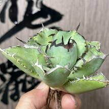 【龍園觀】No.35 特選 アガベ 多肉植物 チタノタ 黑鯨 強棘 極上株_画像4