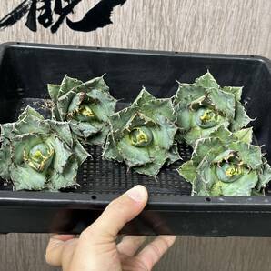  【龍園觀】No.338 特選 アガベ 多肉植物 チタノタ 白鯨 強棘 極上株 5株 （組織培養株）の画像1