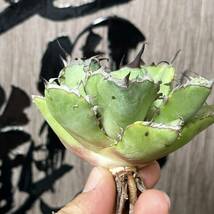 【龍園觀】No.14 特選 アガベ 多肉植物 チタノタ 黑鯨 強棘 極上株_画像3