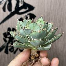 【龍園觀】No.124 特選 アガベ 多肉植物 チタノタ 拇指厳竜 強棘 極上美株 激レア！_画像3