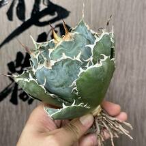 【龍園觀】No.133 特選 アガベ 多肉植物 チタノタ 白鯨 強棘 極上株_画像7