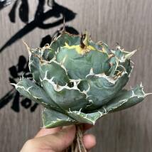 【龍園觀】No.134 特選 アガベ 多肉植物 チタノタ 白鯨 強棘 極上株_画像2