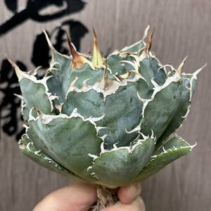 [ dragon ..]No.231 special selection agave succulent plant chitanota white . a little over . finest quality large stock 