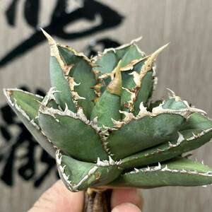 [ dragon ..]No.49 special selection agave succulent plant chitanota. person a little over . finest quality stock 