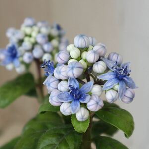 常緑アジサイ　碧の瞳　青い実　紫陽花