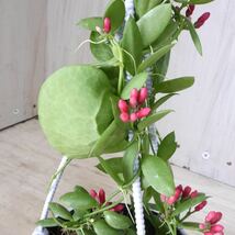カンガルーポケット　ディスキディア　観葉植物　鉢ごと_画像1
