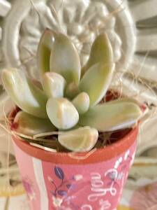 * succulent plant * pretty autumn beauty glaptopetarum* cut seedling * pretty .....! postage 73 jpy 