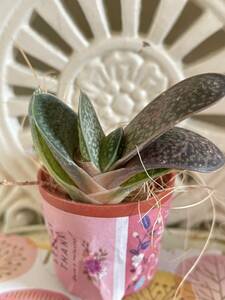 * succulent plant * dressing up . gas terrier ..* pretty .....! postage 73 jpy 