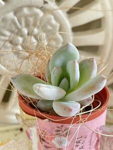 * succulent plant * pretty .. morning ekebe rear * cut seedling * pretty .....! postage 73 jpy 