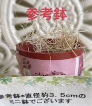 ★多肉植物*オシャレな薄化粧 セダム ＊カット苗＊可愛い寄せ植えに♪送料７３円_画像4