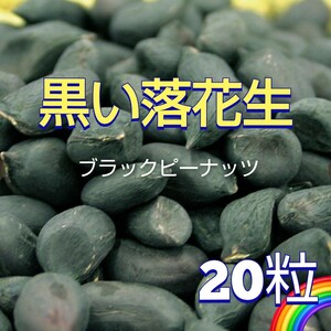 【20粒】黒い落花生(ブラックピーナッツ)　炒っても茹でても美味しい♪　育て方の画像掲載してます♪　送料73円〜