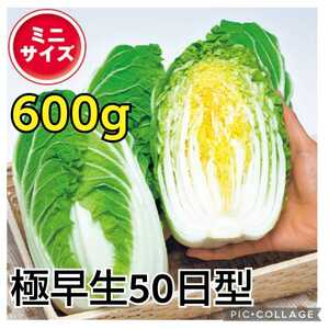 耐病性抜群【40粒】極早生ミニハクサイ『CRお黄にいり』食べきりサイズの600g 　サラダにも♪　密植でも育てられます♪　送料73円〜