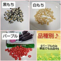 【各15粒　計50粒】もちとうもろこし３種セット　品種別　黒もち　白もち　もちもち太郎パープル　送料73円〜_画像2