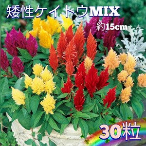 【30粒】矮性ケイトウ『ゆかたMIX』大きめの花穂は色鮮やかです♪　直まき出来ます♪　送料73円〜