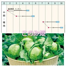 【20粒】極早生ミニキャベツ『このみ姫』定植後約40日で収穫可♪　柔らかな葉質♪　送料73円〜_画像3