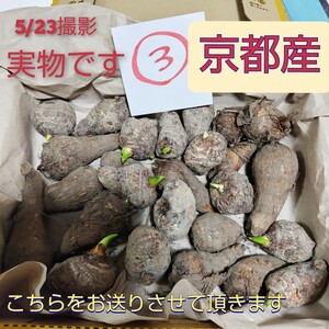 種芋③【京都産の里芋の種芋】　画像のものを発送させて頂きます　コンパクト便発送