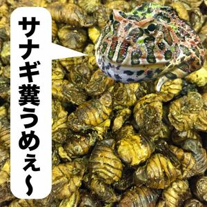  dry sanagi400g entering bell tsunoga Elf toagohige lizard turtle and so on cockroach koorogi. substitution goods as protein abundance 